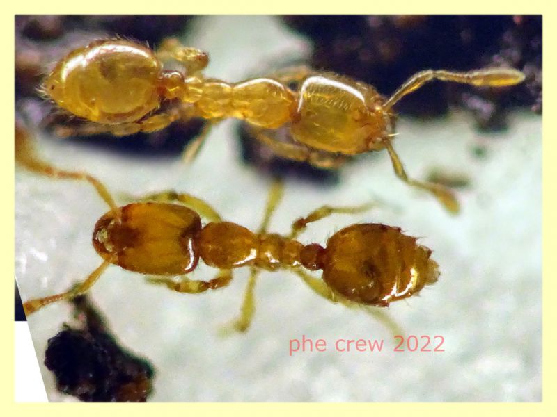 Solenopsis fugax  circa 1,5 mm. - Caffarella 1.12.2022 - (100).JPG