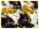 Solenopsis fugax  circa 1,5 mm. - Caffarella 1.12.2022 - (24).JPG