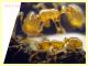 Solenopsis fugax  circa 1,5 mm. - Caffarella 1.12.2022 - (74).JPG