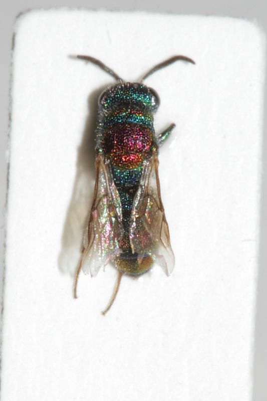 Chrysididae ID 2,5mm4.JPG