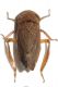 Cicadellidae 1 ID3.JPG