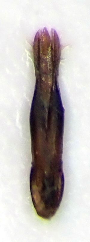 Anthaxia (Richteraxia) cf. protractula Obenberger, 1931 - male - 5.0 mm - Namibia - 7 - aedeagus.JPG