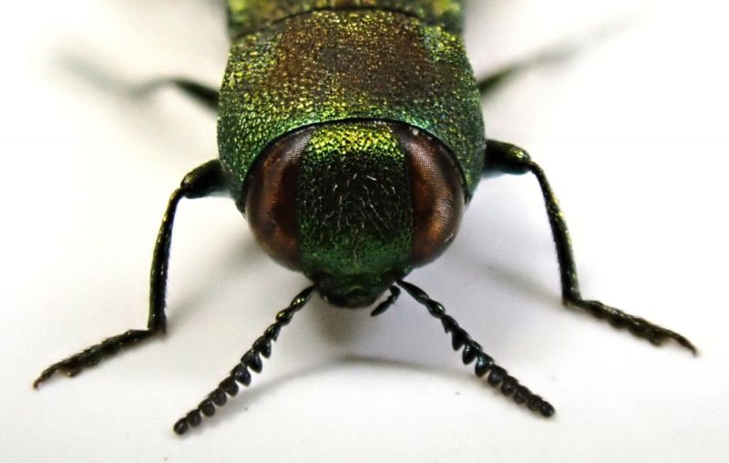 Anthaxia (Richteraxia) cf. protractula Obenberger, 1931 - male - 5.0 mm - Namibia - 5 - antennae.JPG