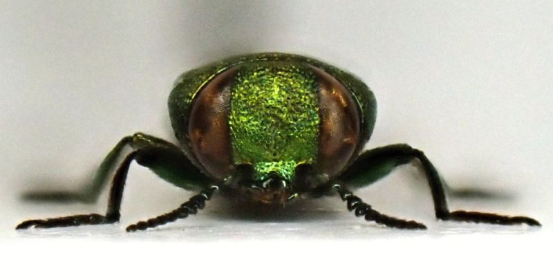 Anthaxia (Richteraxia) cf. protractula Obenberger, 1931 - male - 5.0 mm - Namibia - 4 - frontal.JPG