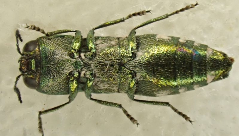 Anthaxia (Richteraxia) cf. protractula Obenberger, 1931 - male - 5.0 mm - Namibia - 3 - ventral.JPG
