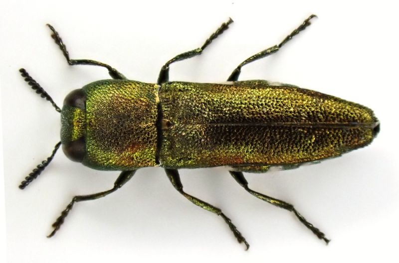 Anthaxia (Richteraxia) cf. protractula Obenberger, 1931 - male - 5.0 mm - Namibia - 1 - dorsal.JPG