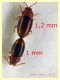 Atomaria sp. da 1 a 1,2 mm. - Ariccia 26.1.2023 - specie 1 - (2).jpg