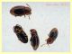 Atomaria sp. da 1 a 1,2 mm. - Ariccia 26.1.2023 - specie 1 - (7).JPG