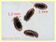Atomaria sp. da 1 a 1,2 mm. - Ariccia 26.1.2023 - specie 1 - (3).jpg