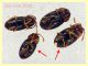 Atomaria sp. da 1 a 1,2 mm. - Ariccia 26.1.2023 - specie 1 - (5).JPG