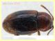 Atomaria sp. da 1 a 1,2 mm. - Ariccia 26.1.2023 - specie 1 - (6).JPG