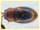 Atomaria sp. da 1 a 1,2 mm. - Ariccia 26.1.2023 - specie 1 - (8).JPG