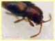 Atomaria sp. da 1 a 1,2 mm. - Ariccia 26.1.2023 - specie 1 - (4).JPG