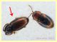 Atomaria sp. 1,1 mm. - Ariccia 26.1.2023 - specie 2 - (2).JPG