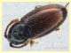 Atomaria sp. 1,1 mm. - Ariccia 26.1.2023 - specie 2 - (1).JPG