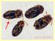 Atomaria sp. 1,1 mm. - Ariccia 26.1.2023 - specie 2 - (3).JPG