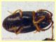 Atomaria sp. 1,1 mm. - Ariccia 26.1.2023 - specie 2 - (4).JPG