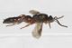 Hymenoptera ID2.JPG