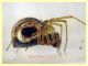 Theridiidae corpo circa 4 mm. - 20.1.2023 Ariccia - (12).JPG