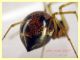 Theridiidae corpo circa 4 mm. - 20.1.2023 Ariccia - (38).JPG