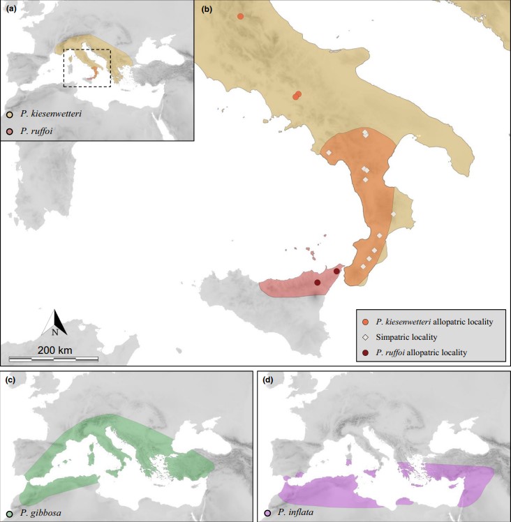 Distribuzione Psylliodes.jpg