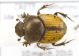 Onthophagus_suturellusIMG_0659_C00371.JPG