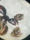 scymninae3.jpg
