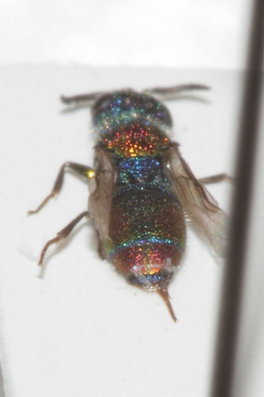 Chrysididae minuscolo dett2.JPG