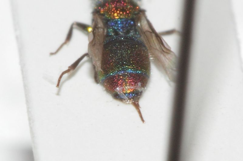 Chrysididae minuscolo dett1.JPG