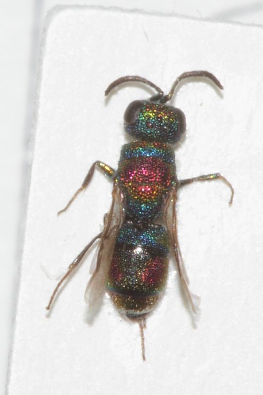 Chrysididae minuscolo dett3.JPG