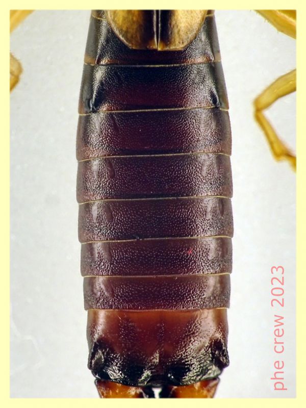 Forficula auricularia maschio 25 mm. con cerci - Ariccia 26.1.2023 - (4).JPG