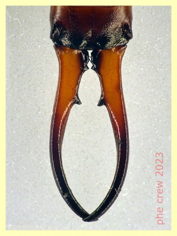 Forficula auricularia maschio 25 mm. con cerci - Ariccia 26.1.2023 - (5).JPG