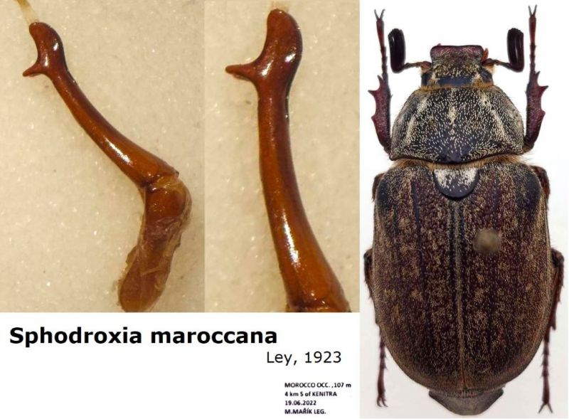 Sphodroxia maroccana Ley, 1923.jpg