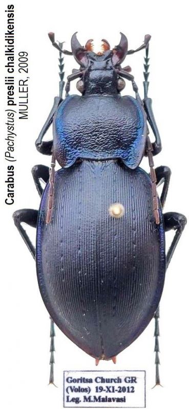 Carabus (Pachystus) preslii ssp. chalkidikensis MüLLER, 2009.jpg