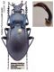 Carabus (Pachystus) preslii preslii DEJEAN, 1830.jpg