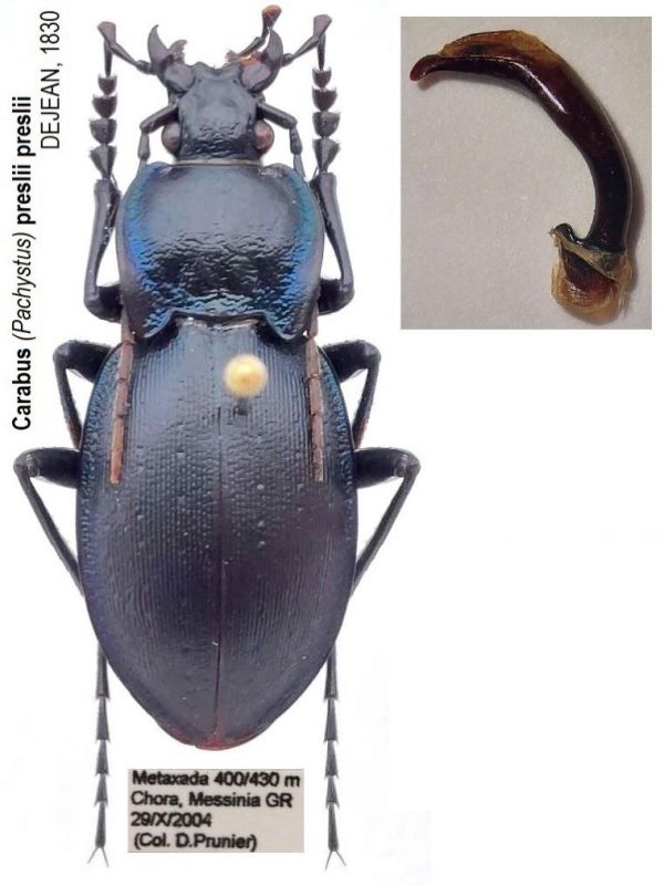 Carabus (Pachystus) preslii preslii DEJEAN, 1830.jpg