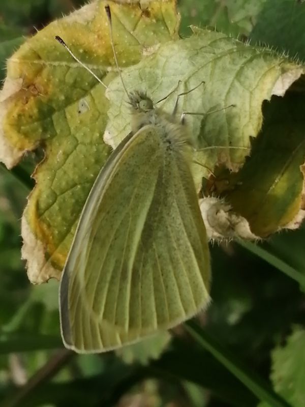 pieris leggera 2.jpg