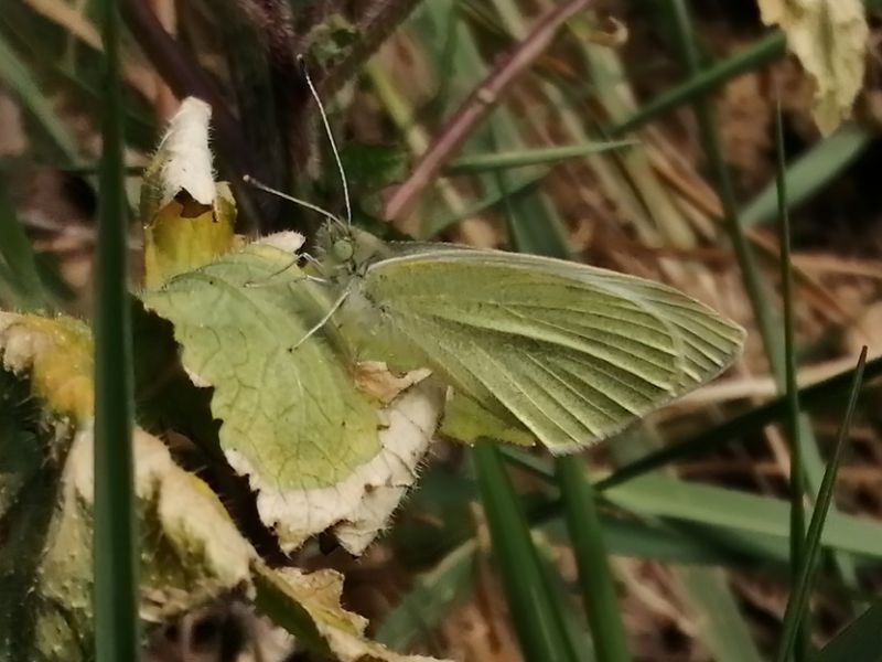 pieris leggera.jpg