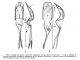Les Sitona Germar 1817 du groupe de Sitona humeralis Stephens 1831 (Col. Curculionidae) - Adrien Roudier 1980.jpg