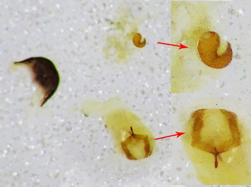 Sitona sp.  con rostro 5 mm. - Ariccia 20.1.2023  spiculum e spermateca.JPG