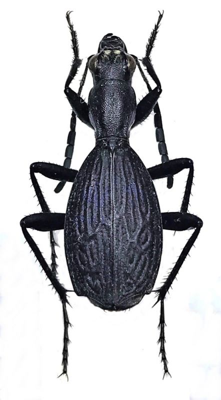 Carabid - menší.jpg