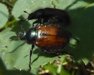 Unidentified_beetle_-_Monte_Altissimo.jpg