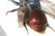 Chrysididae dett4.JPG