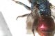 Chrysididae dett5.JPG