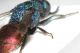 Chrysididae dett7.JPG