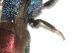 Chrysididae dett6.JPG