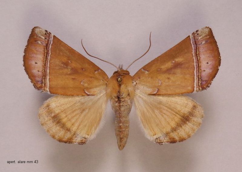 Hyperlopha rectefasciata Kenrick 1917.JPG