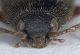 Experiment-956-Extended Depth of Focus-03.jpg