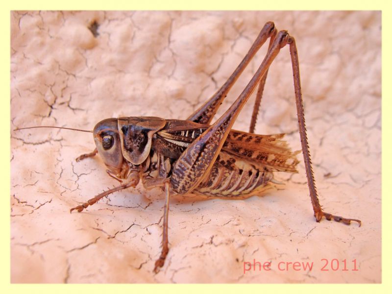 prob. Platycleis sp. - Anela SS 12.8.2011 - (1).JPG