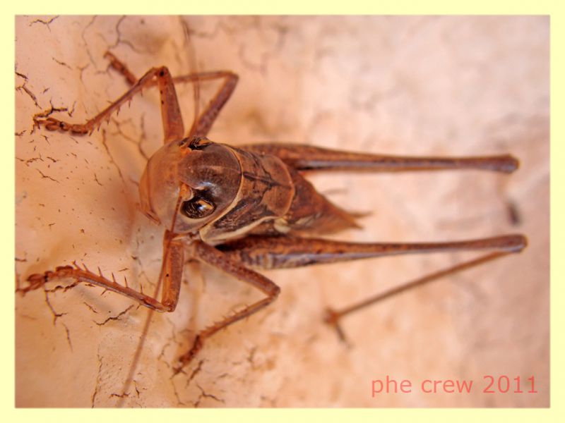 prob. Platycleis sp. - Anela SS 12.8.2011 - (3).JPG